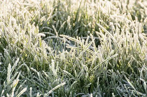 Givre de la rosée fraiche du matin